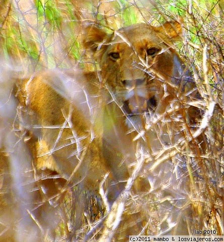 Te veo ....
leona, acechando una charca, kruger park
