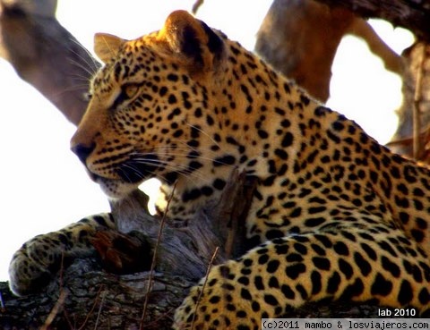 me parecio ver un lindo gatito...
kruger park
