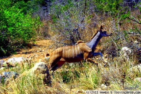 A la carrera !!
una hembra de gran kudu,saltando para huir de una presencia peligrosa,kruger park
