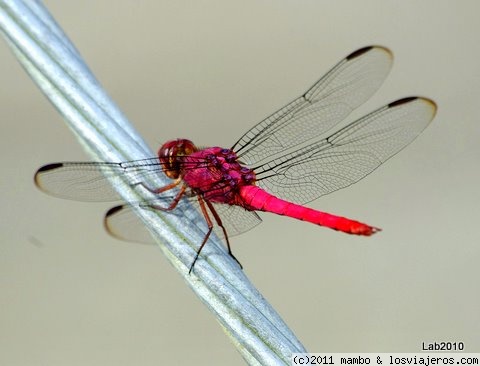 Libelula
libelula ,en puerto Jimenez ,el pacifico sur de costa rica
