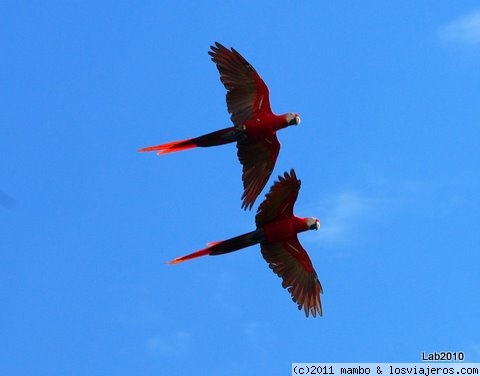 Hasta que la muerte nos separe
pareja de lapas o papagayos ,en corcovado ,pacifico de costa rica
