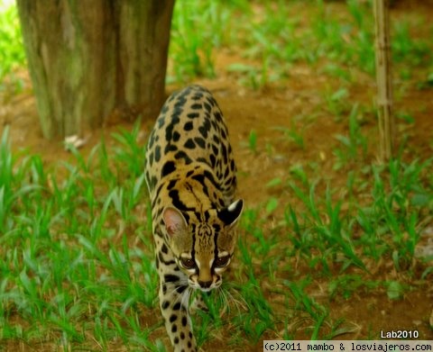 Que vengooo
Un margal ,en el centro de rescate de fauna salvaje ,jaguar ,en cocles cerca de puerto viejo
