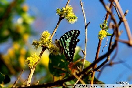 Mariposeando
Caminando por la sabana ,puedes tambien encontrarte con esta mariposa,parque kruger
