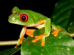 Rana de ojos rojos