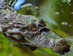 Sr Lacoste
Costa rica,puerto jimenez