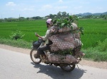 Transporte de animales en Vietnam