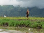 INLE LAKE
INLE, LAKE, Inle, Lake, tarde, agosto, nublado