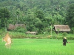 Un paisaje Vietnamita
Vietnamita, Hagian, Vietnam, paisaje, camnino, región, norte