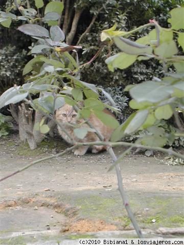 A ver si no me ven...
Gatito en el Alcazar de Córdoba
