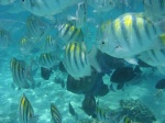 Fondo marino Isla Mujeres