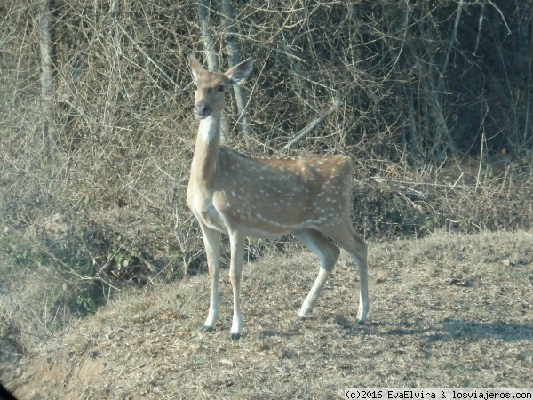 Bambi - Bandipur, Sur de India
Cervatillo junto a la carretera que atraviesa el parque
