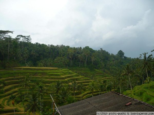 Arrozales en Bali
En en interior de Bali, cerca de Ubud encontramos estos arrozales, mejor arreglados que cualquier jardín.
