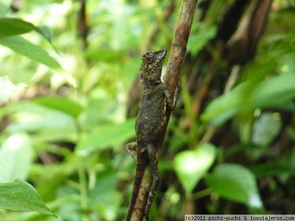 Camaleón ( Gunung Mulu- BORNEO)
No se ven demasiados animales pero es fácil ver algún pequeño réptil como este camaleón.
