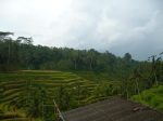 Arrozales en Bali