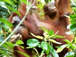 ORANGUTANES EN TANJUNG PUTING (KALIMANTAN)