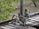 Macacos agresivos en el Parque Nacional Bako ( Borneo)