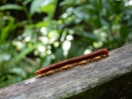 Milpies ( Gunung Mulu- BORNEO)