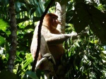 Mono Probiscis en Bako National Park
