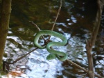 Snake in Bako NP (Borneo)