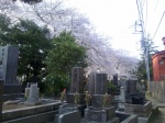 Cementerio Yanaka 02