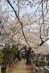 Cementerio Yanaka 05