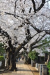 Cementerio Yanaka 8