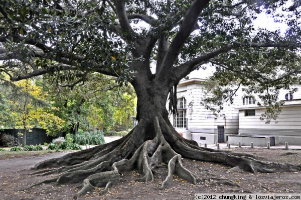 arbol del parque del Prado Montevideo
arbol del parque del Prado Montevideo
