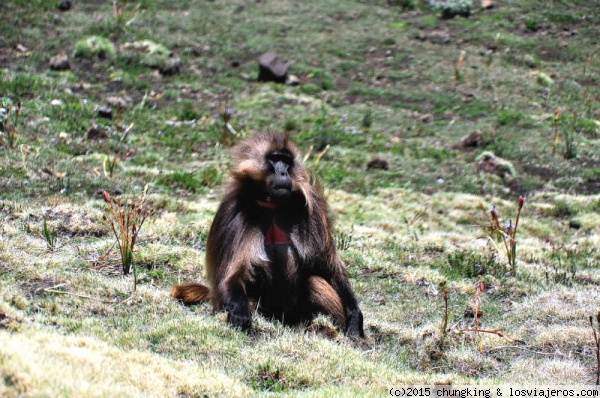 gelada de las montañas Simien
uno de los bichos endémicos del país, junto con el lobo etiope y la cabra de abisinia
