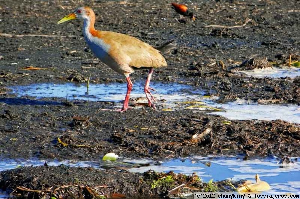 chajá de los Esteros del Iberá
chajá de los Esteros del Iberá
