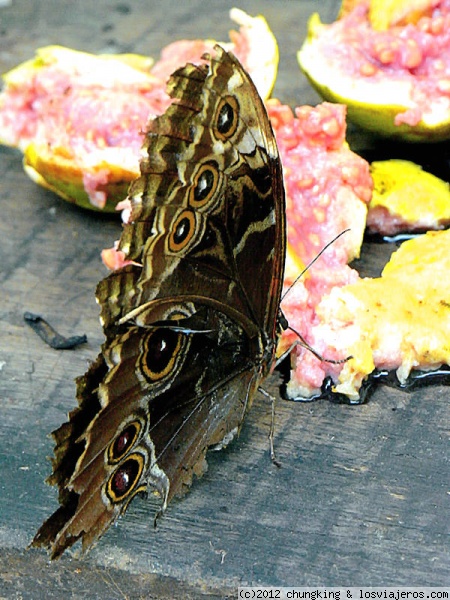 el banquete
una mariposa morpho sentada a la mesa.
