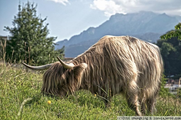 vaca Highland en Suiza
vaca highland pastando por las murallas de Lucerna
