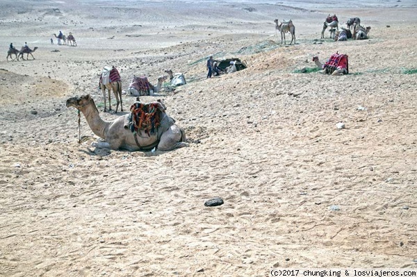 camellos y camelleros de las pirámides
trafico de camellos por los alrededores de las piramides
