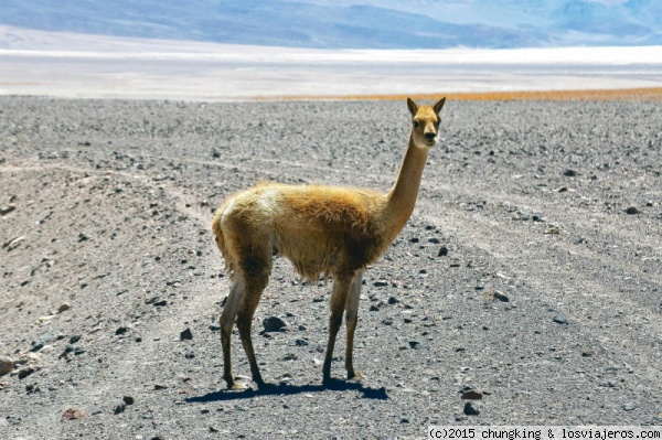 bicho del altiplano
guanaco mirandome con desprecio tras preguntarle directamente si era una vicuña o un guanaco.
