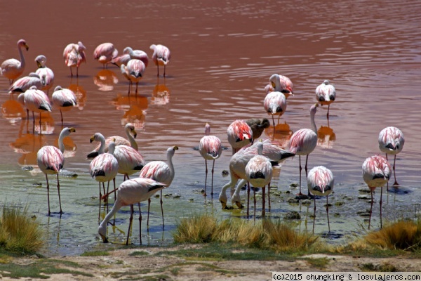 Flamencos en Laguna Colorada
Flamencos en la Laguna Colorada
