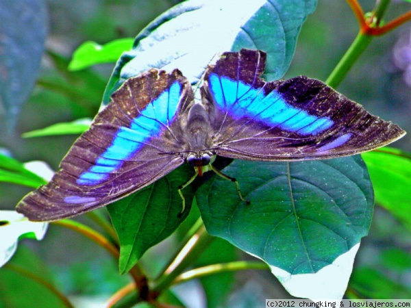 mariposa morpho en tortuguero
mariposa morpho en tortuguero
