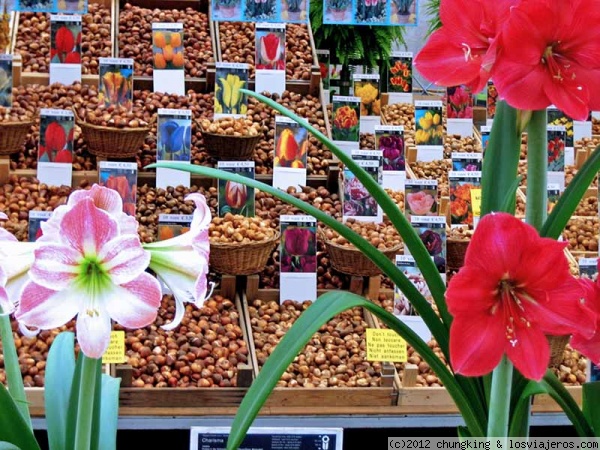 mercado de las flores en Koningsplein Amsterdam
mercado de las flores en Koningsplein Amsterdam
