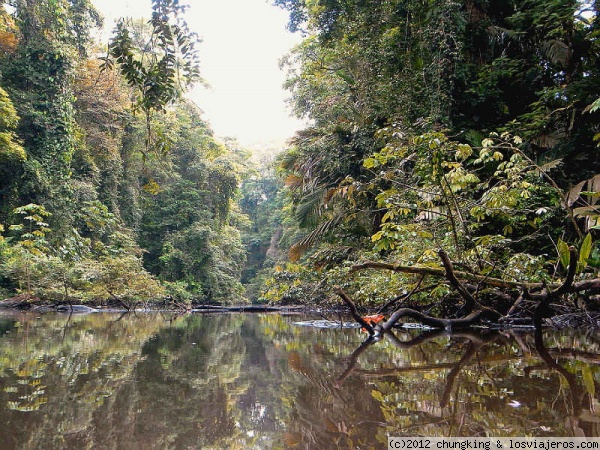 canal de la laguna parque nacional tortuguero
canal de la laguna parque nacional tortuguero
