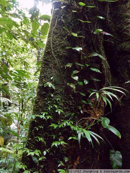 click en rincón de la reserva biologica bosque nuboso de Monteverde
rincón Reserva biologica bosque nuboso de Monteverde
