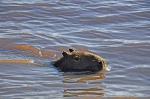 capybara swimming in Esteros Iberá lake