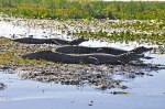 yakaré Esteros Iberá Argentina