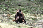 gelada de las montañas Simien