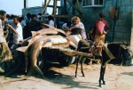 transporte del pescado
al hodeidah mar rojo transporte pesca