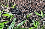 tarantula brasileña de paseo en iguazú