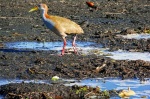 chajá Esteros Iberá