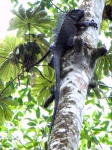 lagartija en un árbol por Monteverde
iguana árbol Monteverde Costa Rica