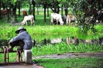 shepherdess Sukhothai