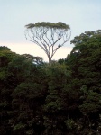 tree in tortuguero Costa Rica