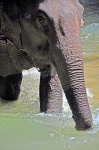 elefante del mekong
