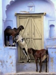 haciendo el cabra en la India