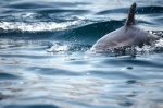 dolphin in Isla Choros